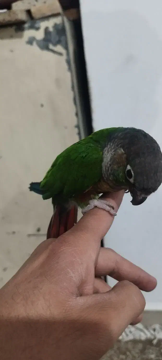 گرینچیک دستی رام معاوضه با ملنگو قناری عروس هلندی|پرنده|قرچک, باقرآباد|دیوار