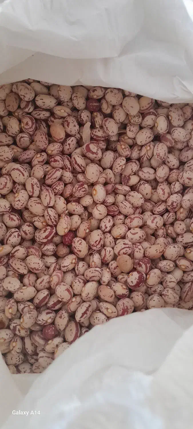 خوردنی|خوردنی و آشامیدنی|شیراز, وزیرآباد|دیوار
