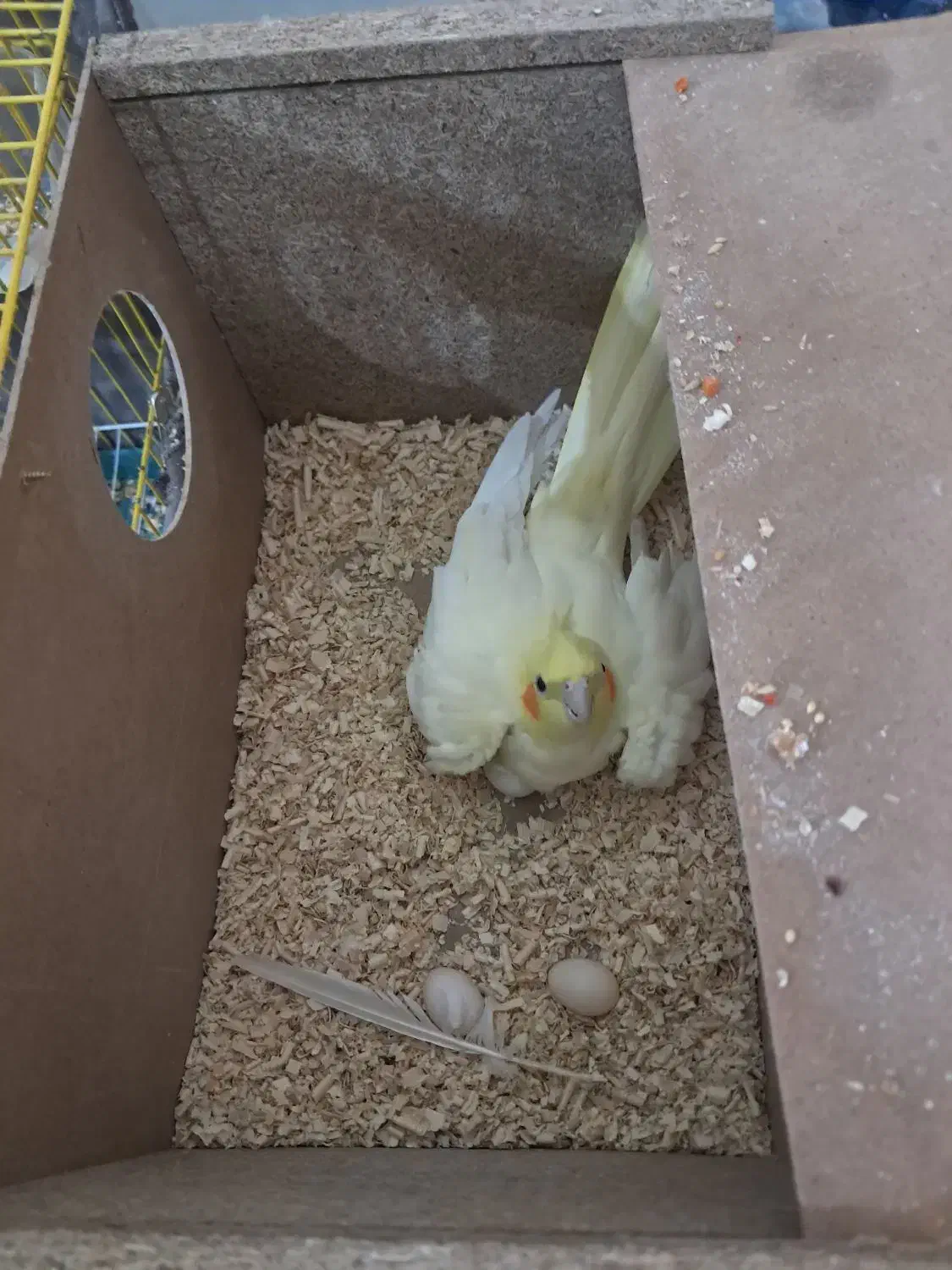 عروس هلندی لوتینودستی|پرنده|شهرکرد, |دیوار