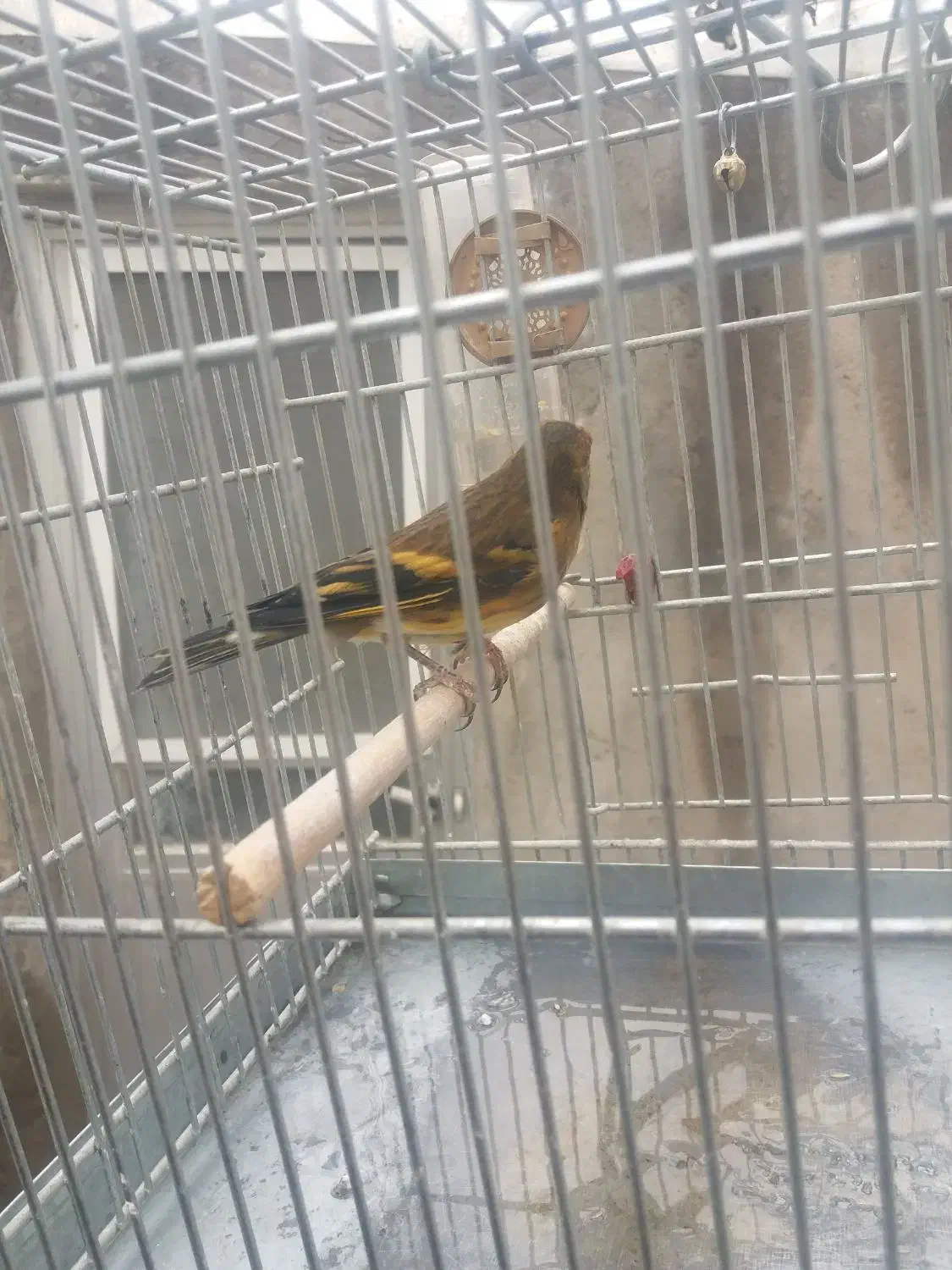 سهره قناری|پرنده|خسروشاه, |دیوار