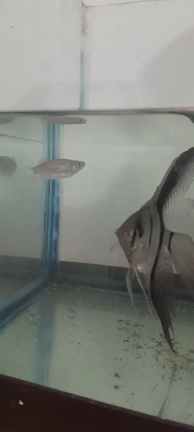 ۱ عدد دانیو جاینت|ماهی|رشت, پیرکلاچای|دیوار