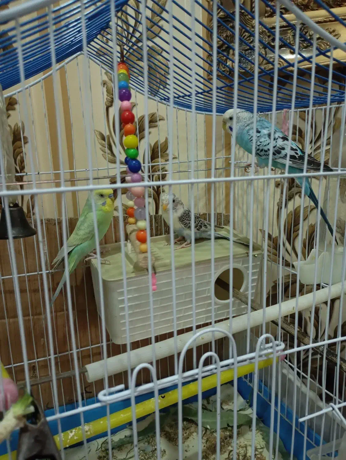 مرغ عشق سالم و اماده|پرنده|تهران, بیسیم|دیوار