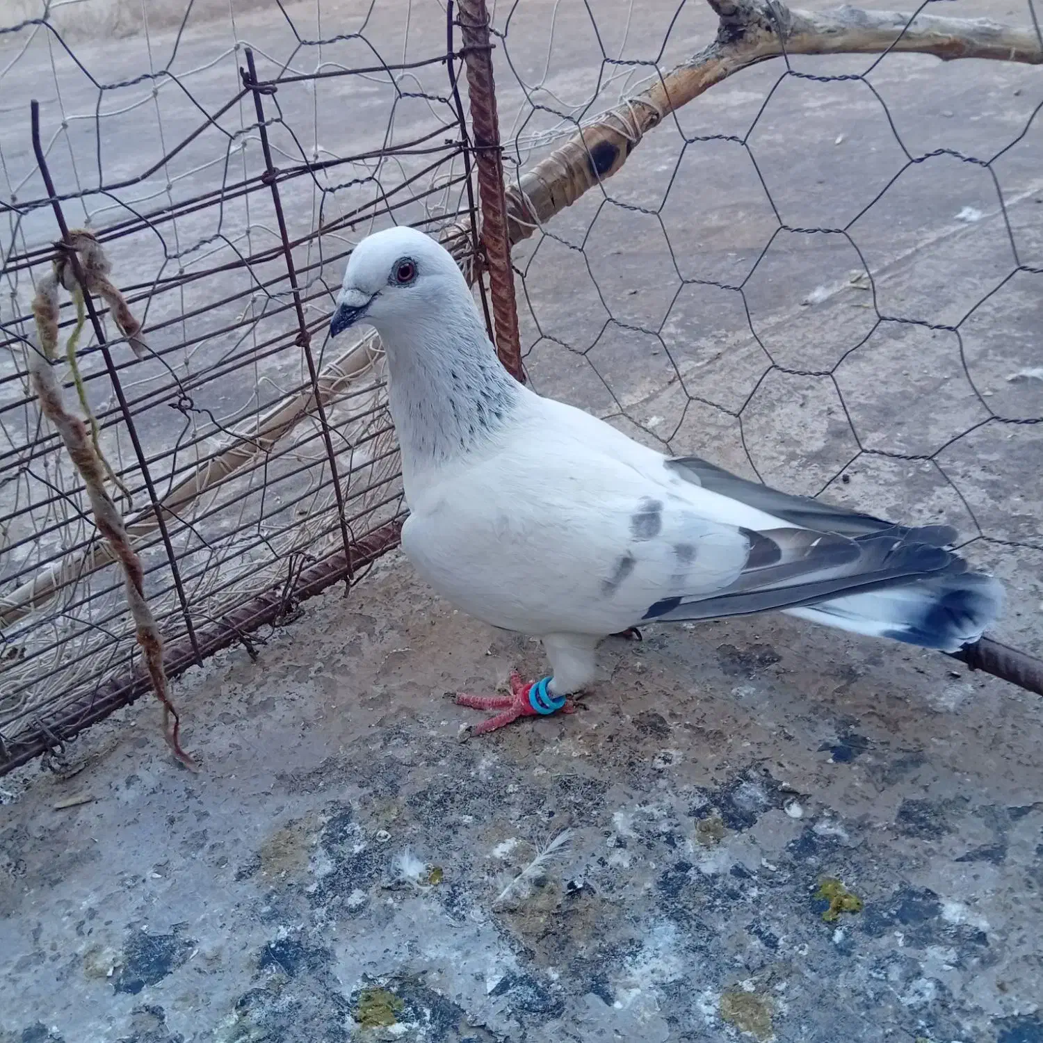 کبوتر شامی|پرنده|نیشابور, مازول|دیوار