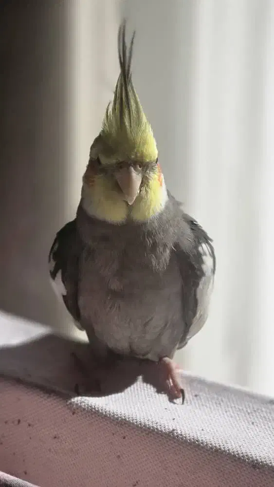 عروس هلندیم گمشده|حیوانات|اصفهان, بهارستان|دیوار