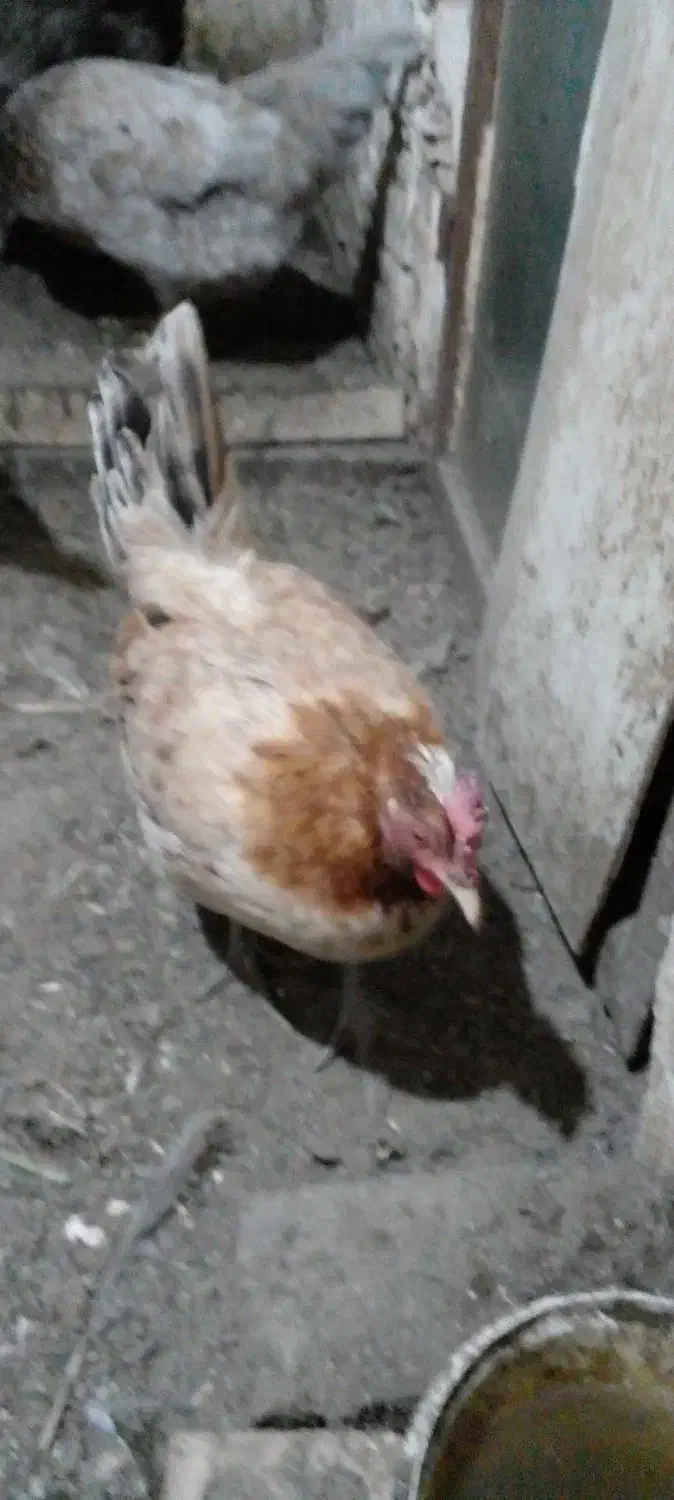 مرغ کرچ محلی|حیوانات مزرعه|مشهد, یاس|دیوار