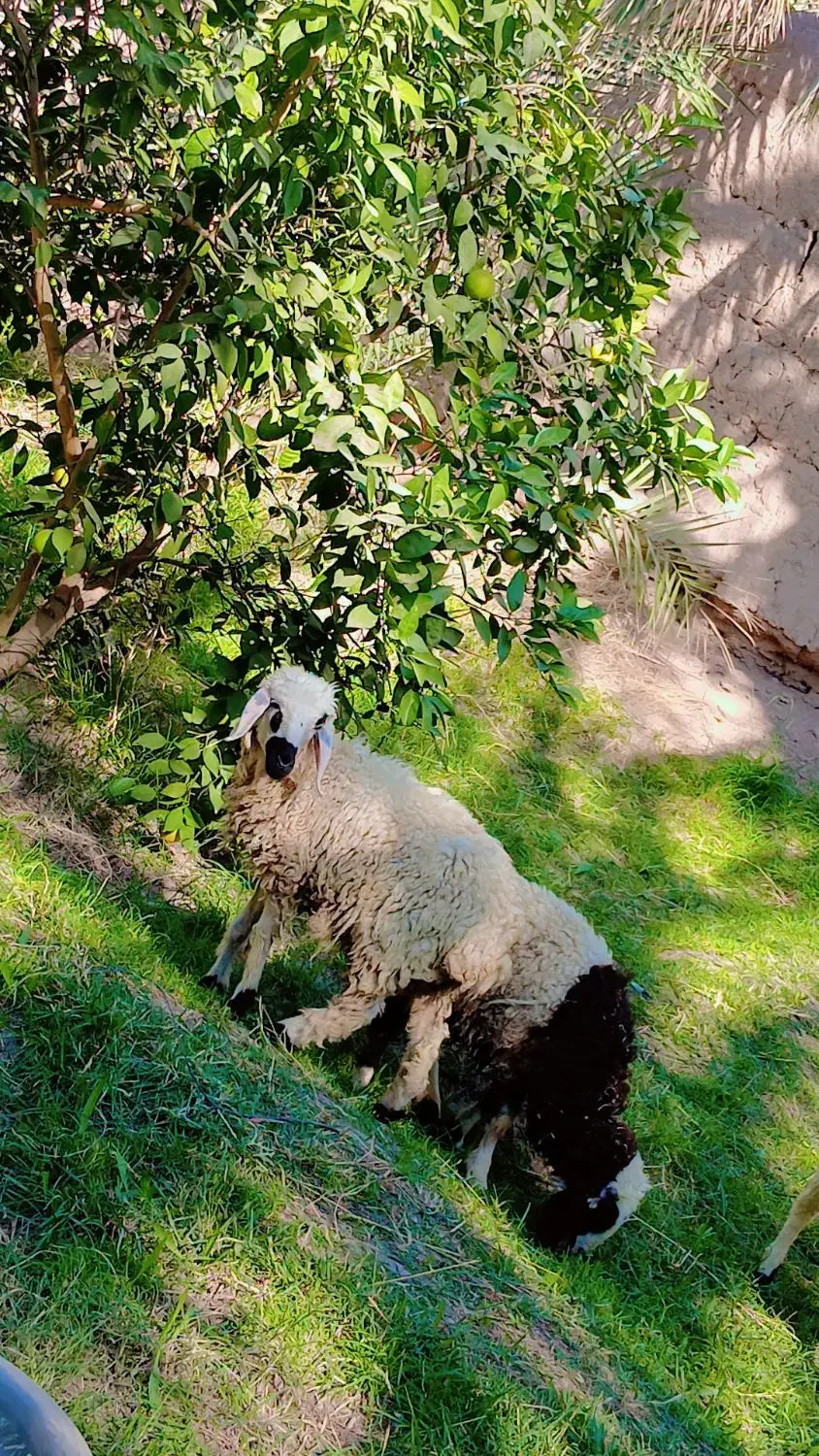 اسباب بازی بره ناقلا|اسباب‌بازی بچه|بم, |دیوار