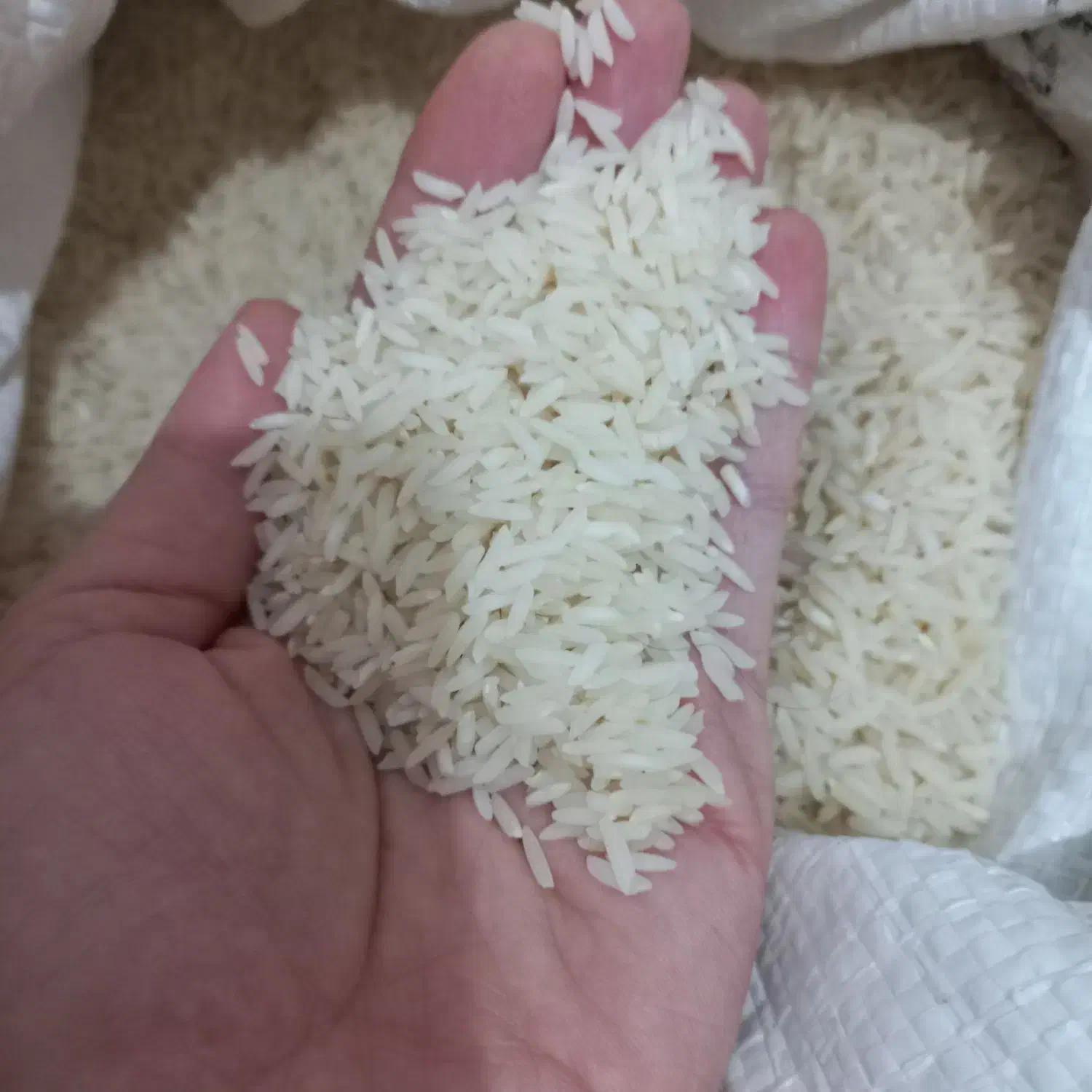 برنج هاشمی|خوردنی و آشامیدنی|رشت, نیروی دریایی|دیوار