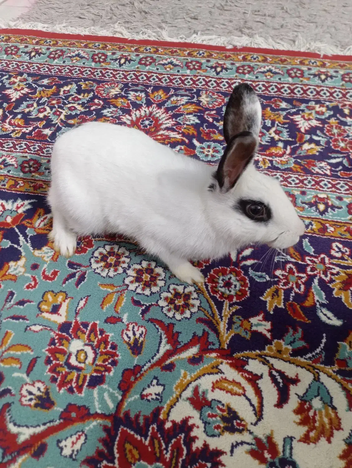 خرگوش و باکس اسنب|موش و خرگوش|کرج, برغان|دیوار