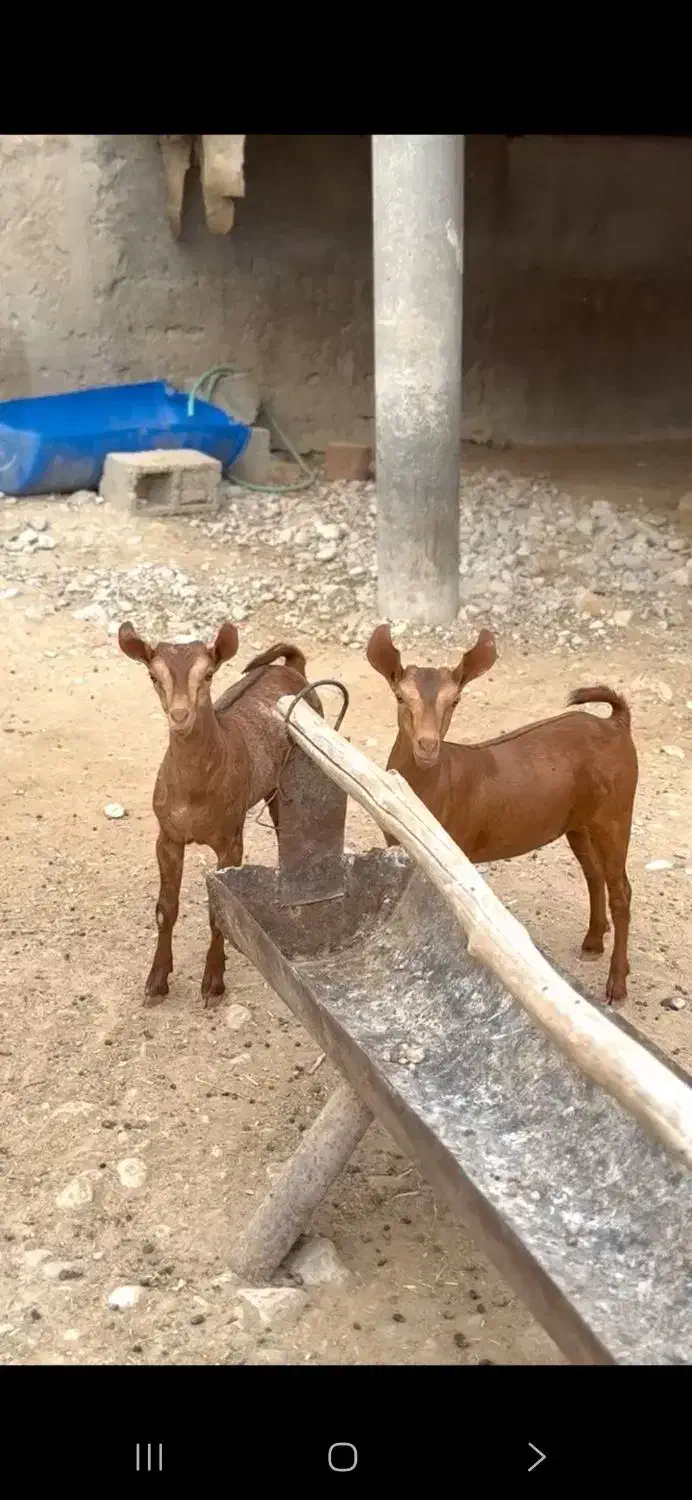 عمان بزغاله|حیوانات مزرعه|ساری, |دیوار