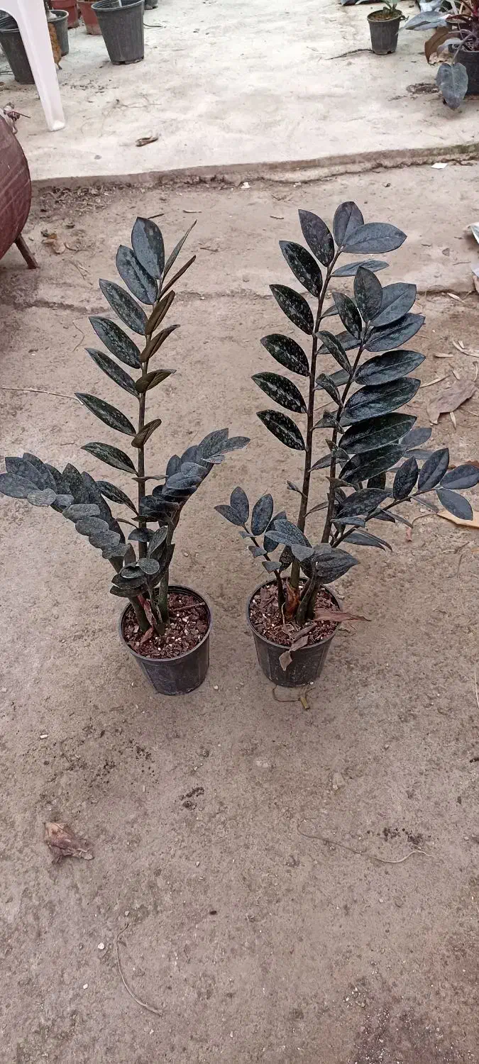 زاموفیلیا بلک،|گل و گیاه طبیعی|اسالم, |دیوار