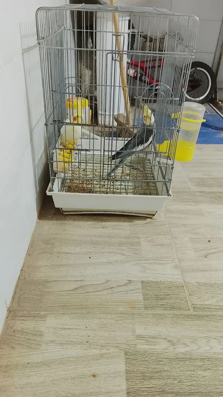 عروس هلندی|پرنده|میبد, |دیوار