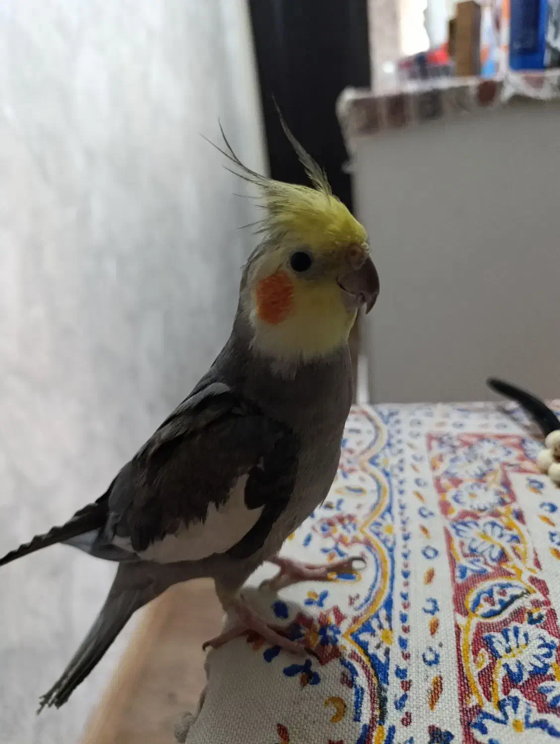 عروس هلندی|پرنده|تهران, هفده شهریور|دیوار