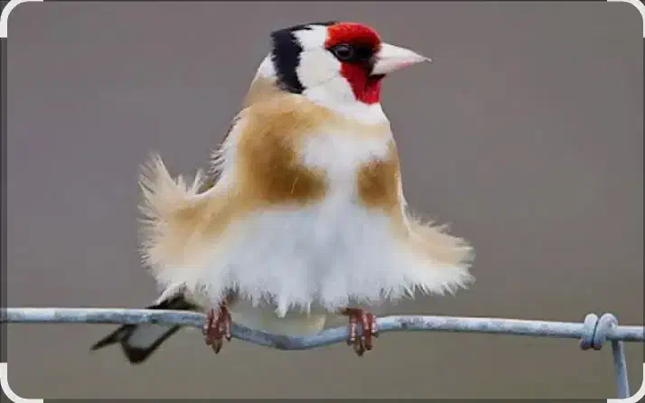 سهره فیروزکوه|پرنده|دماوند, دماوند|دیوار