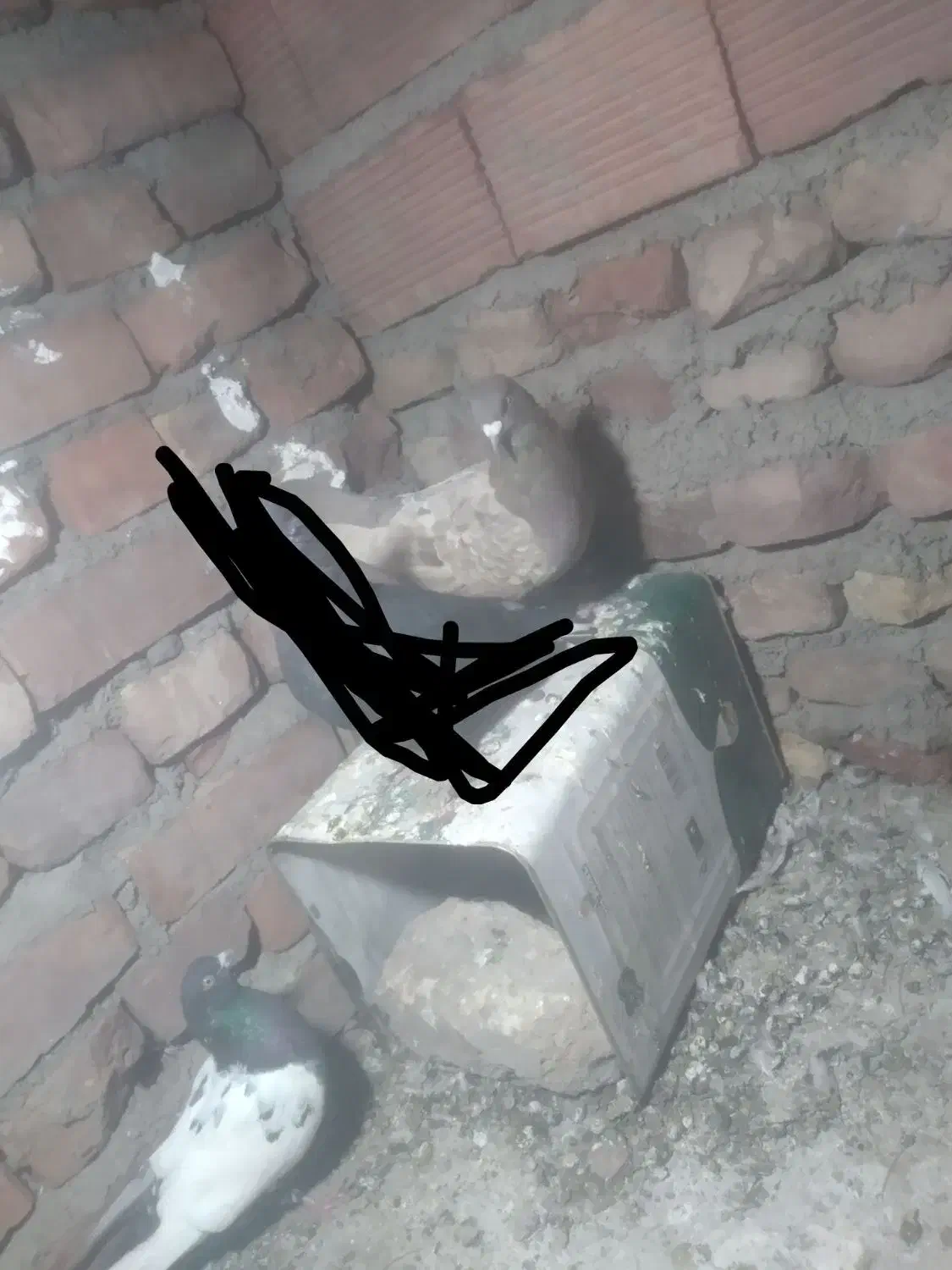 کفتر|حیوانات مزرعه|زرند, |دیوار