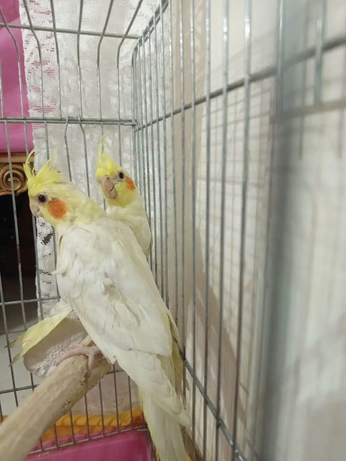 جوجه عروس هلندی|پرنده|فردیس, شهرک شهید حسینی|دیوار