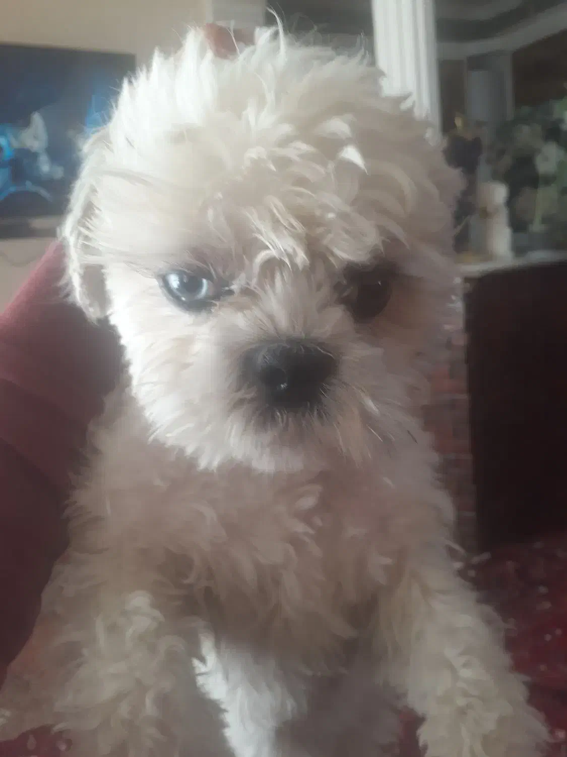 گمشده.این طفلک درمان مریضه ودارو مصرف میکنه|حیوانات|مراغه, |دیوار