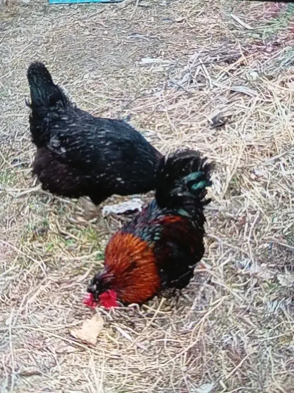 خروس|حیوانات مزرعه|نوشین شهر, |دیوار