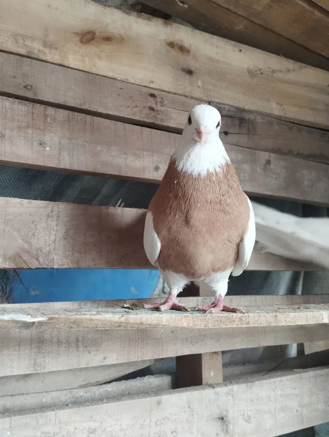 رنگی|پرنده|اهواز, امانیه|دیوار