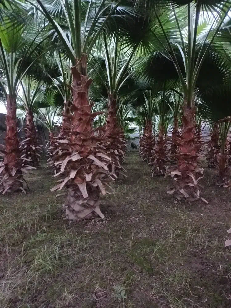 فروش درخت پالم|گل و گیاه طبیعی|بابکان, |دیوار