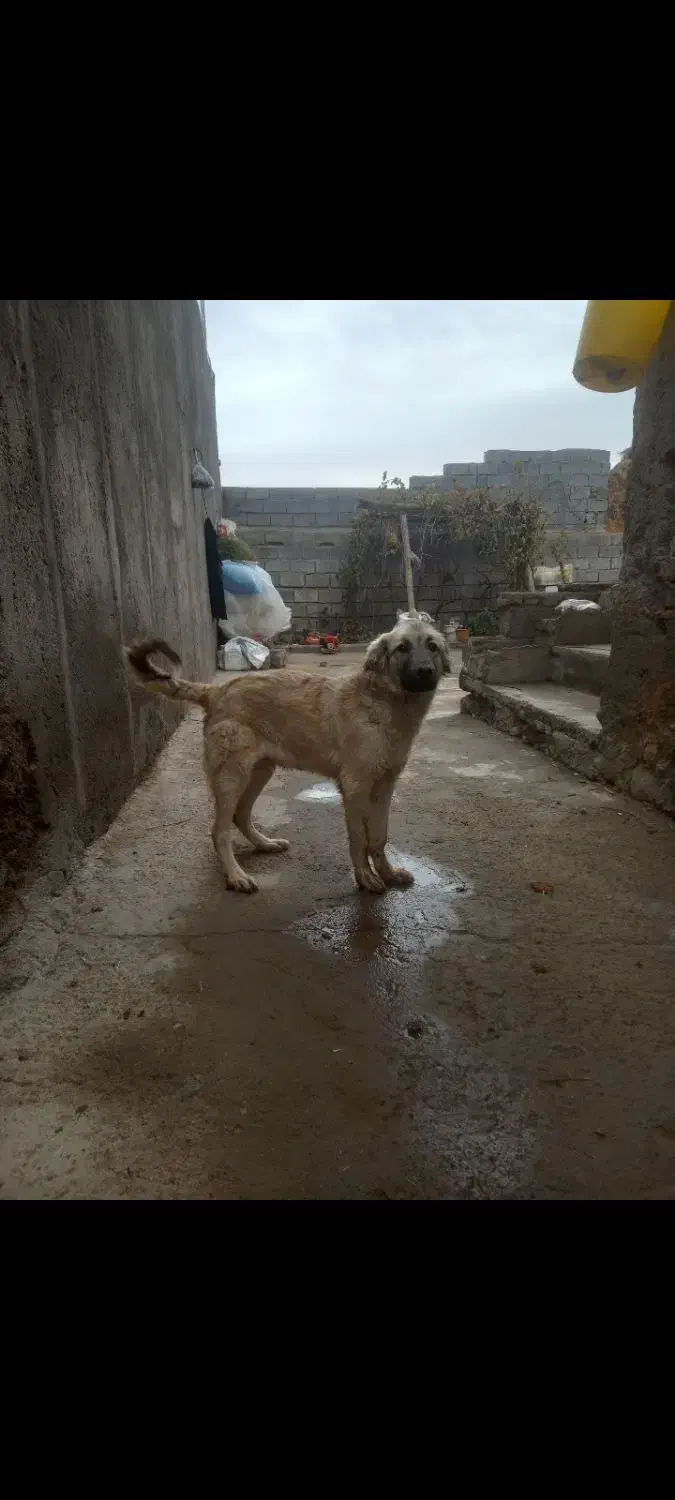 توله سرابی نر|سگ|مراغه, |دیوار