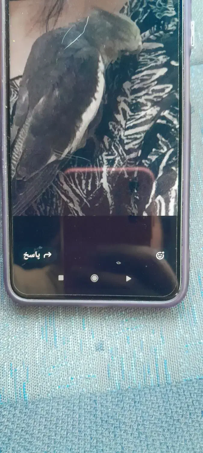 گمشده عروس هلندی مژدگانی|پرنده|الوند, |دیوار