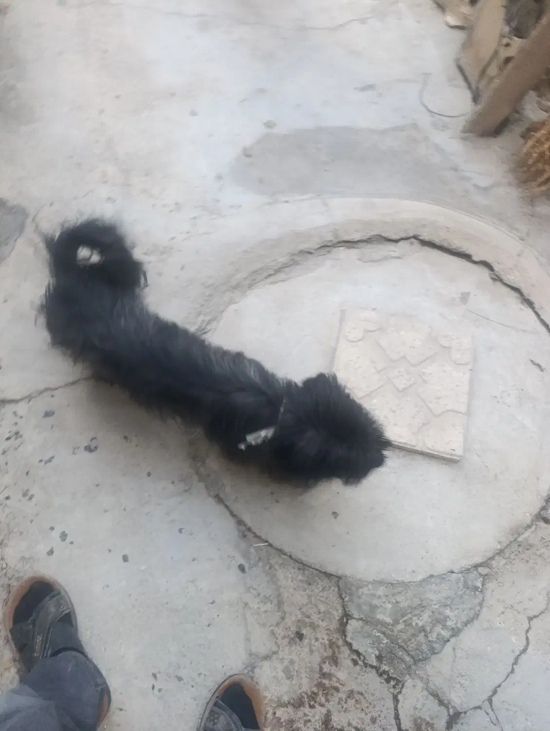 معافظه باقابلمه|سگ|یاسوج, |دیوار