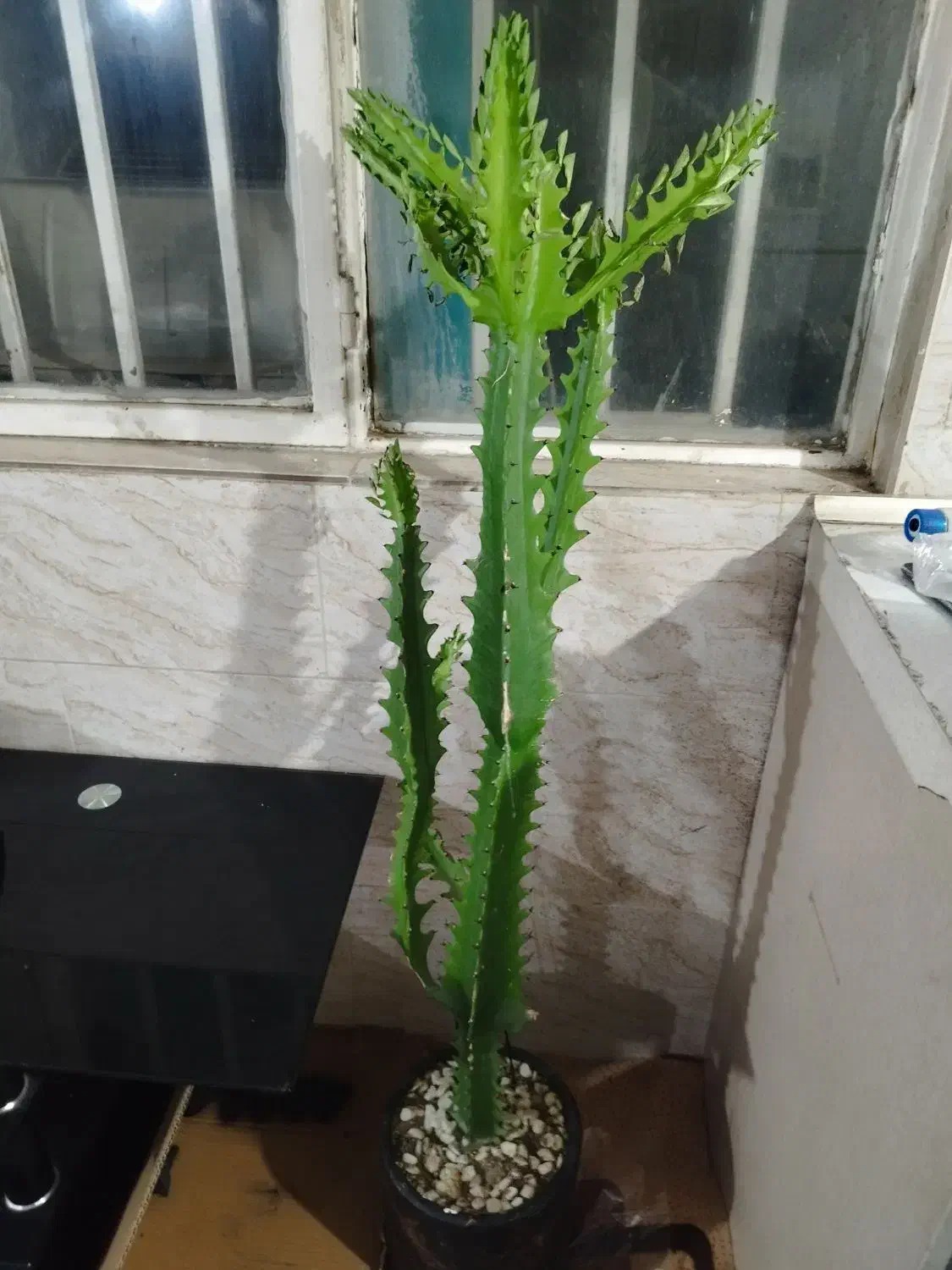 گل کاکتوس|گل و گیاه طبیعی|کرج, ملک‌آباد|دیوار