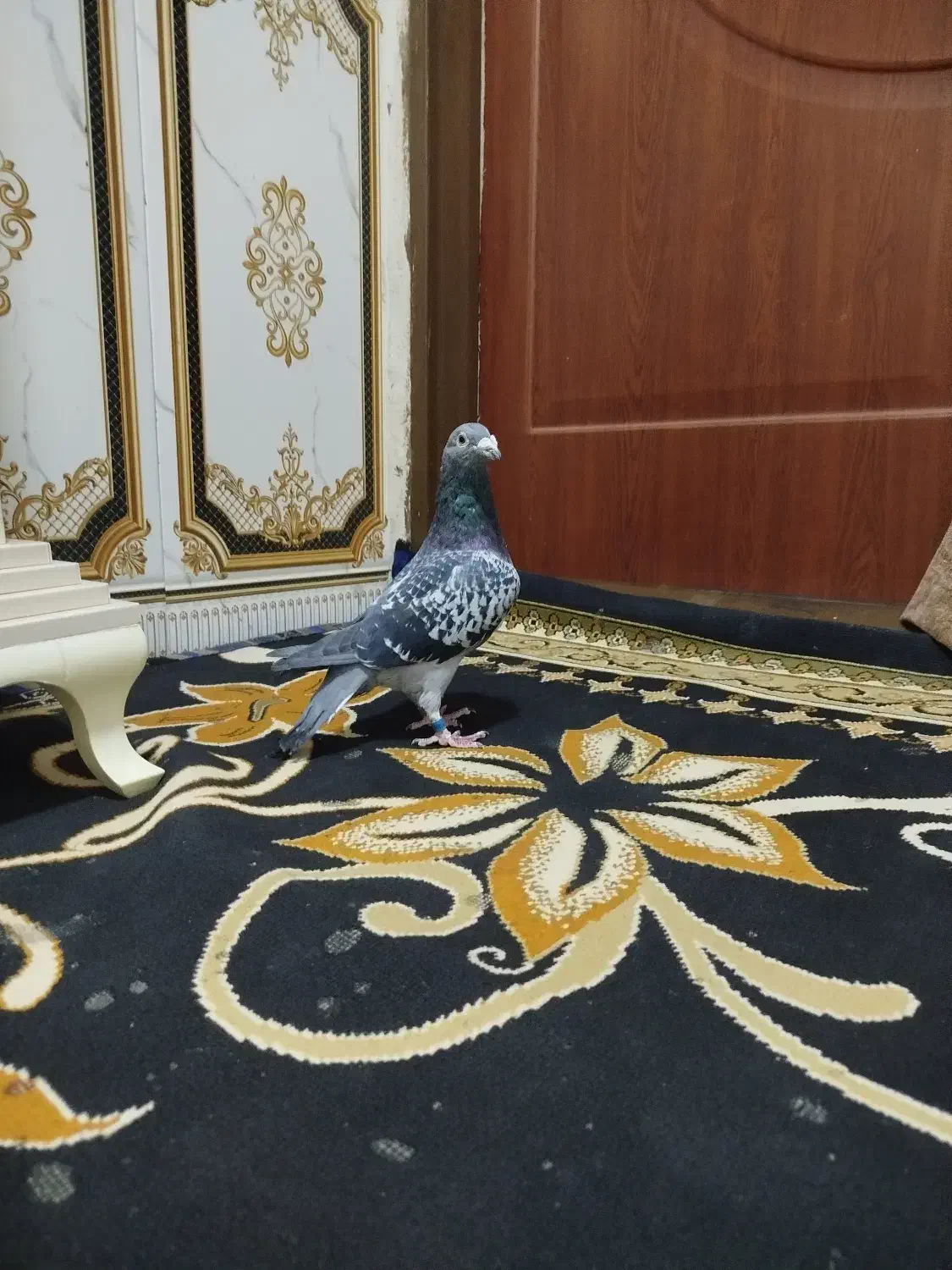 کفتر|پرنده|جلگه رخ, |دیوار