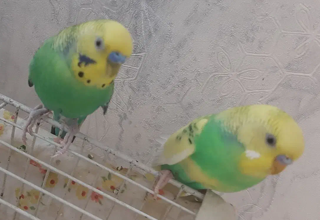 مرغ عشق|پرنده|مشهد, حجت|دیوار