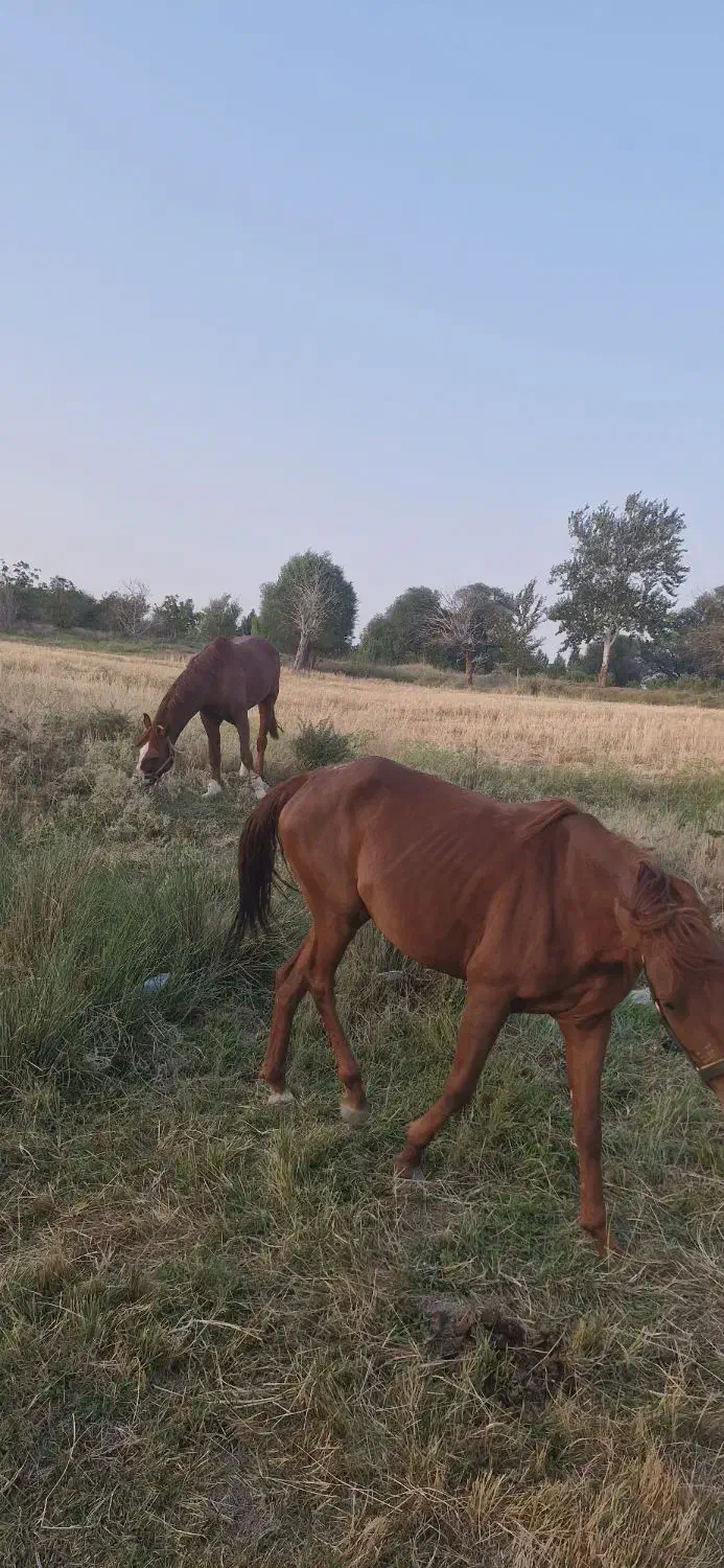 اسب مادیان نژاد عرب|اسب و تجهیزات اسب‌سواری|شیراز, کودیان|دیوار