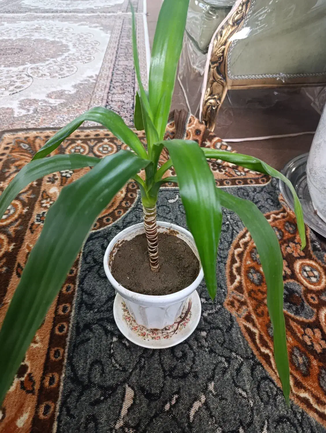 گل یوکا|گل و گیاه طبیعی|سلماس, |دیوار