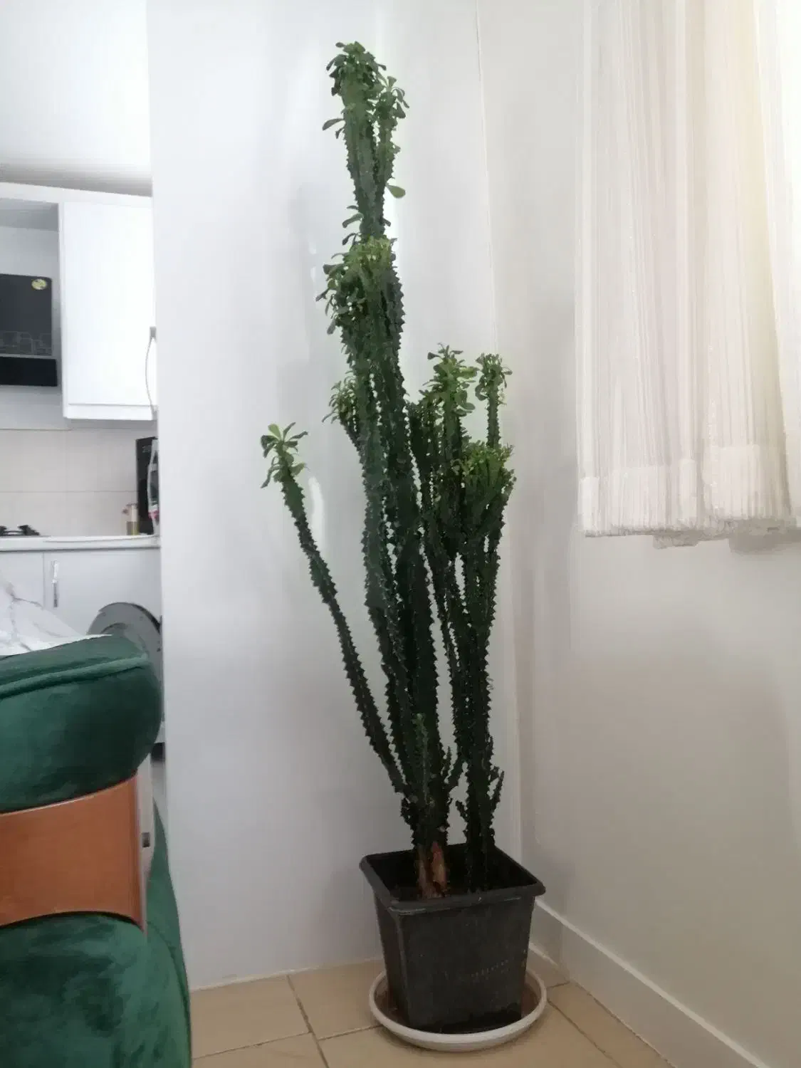 گیاه آپارتمانی|گل و گیاه طبیعی|اصفهان, سپاهان‌شهر|دیوار