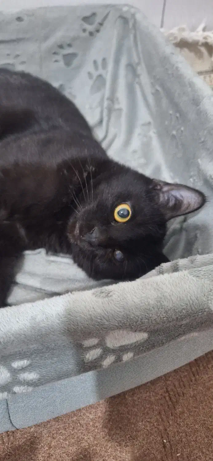 واگذاری گربه|گربه|قم, چهار امامزاده|دیوار