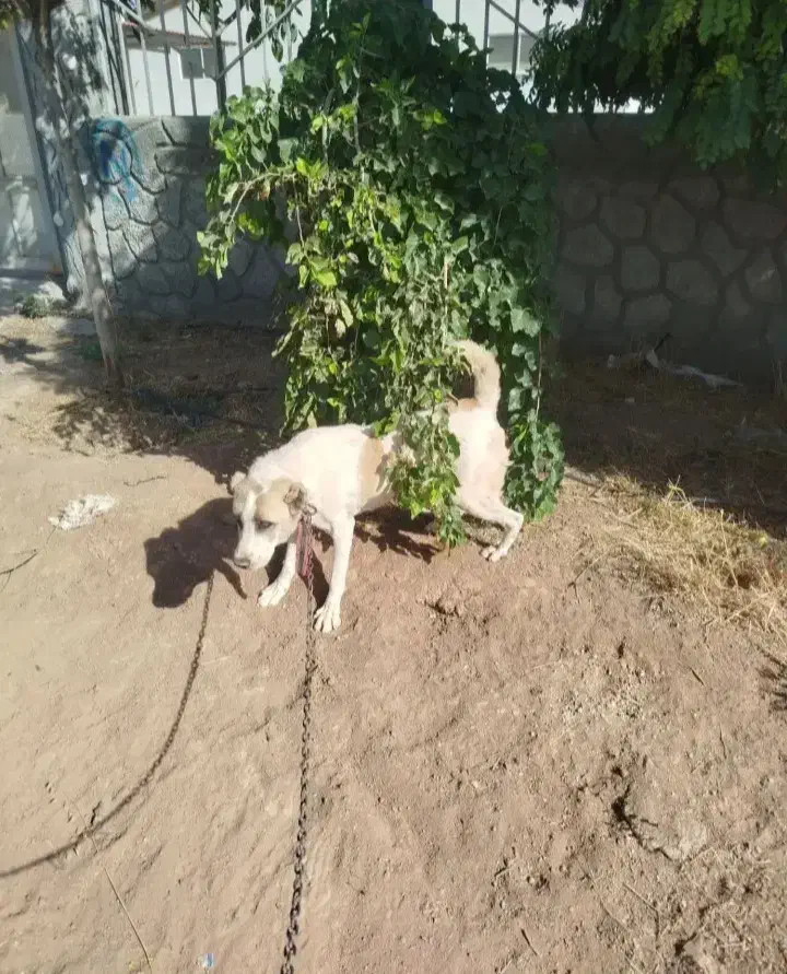 سگ.|سگ|ماهیدشت, |دیوار