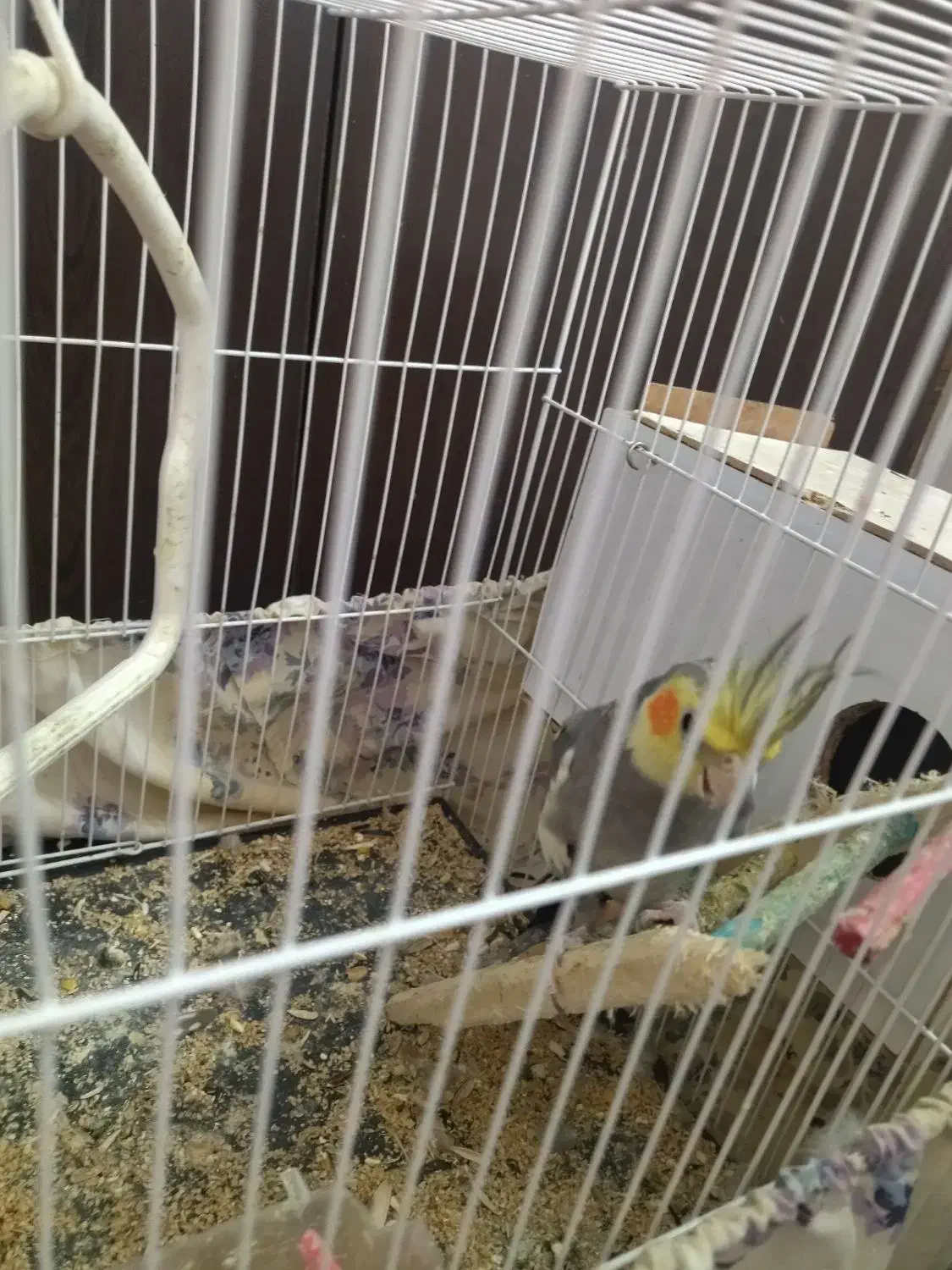 عروس هلندی نر بالغ|پرنده|مشهد, شهرک مهرگان|دیوار