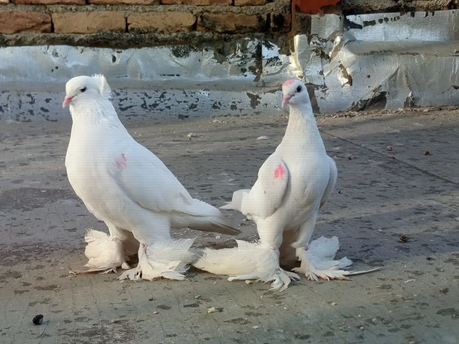 جفت کبوتر لوتی|پرنده|اهر, |دیوار