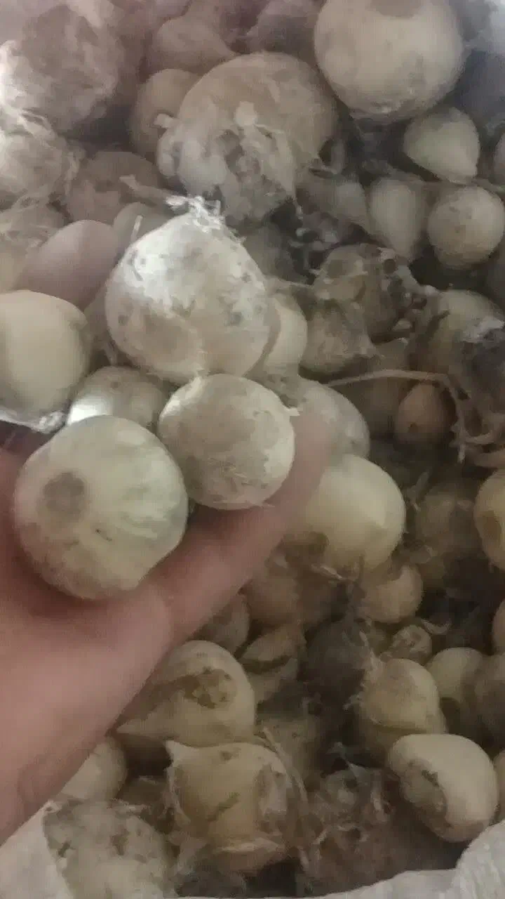 موسیر|گل و گیاه طبیعی|زنده رود, |دیوار