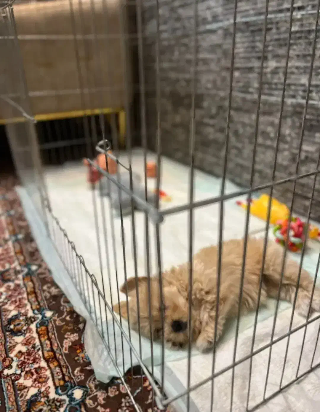 قفس سگ|لوازم جانبی حیوانات|ری, ظهیرآباد|دیوار