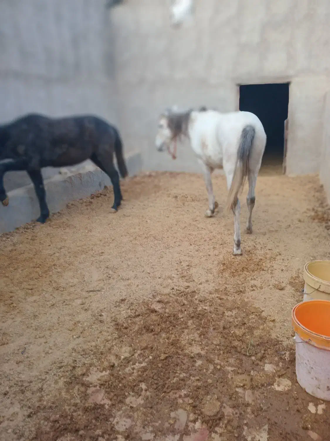 اسب کرد|اسب و تجهیزات اسب‌سواری|قم, سید معصوم|دیوار