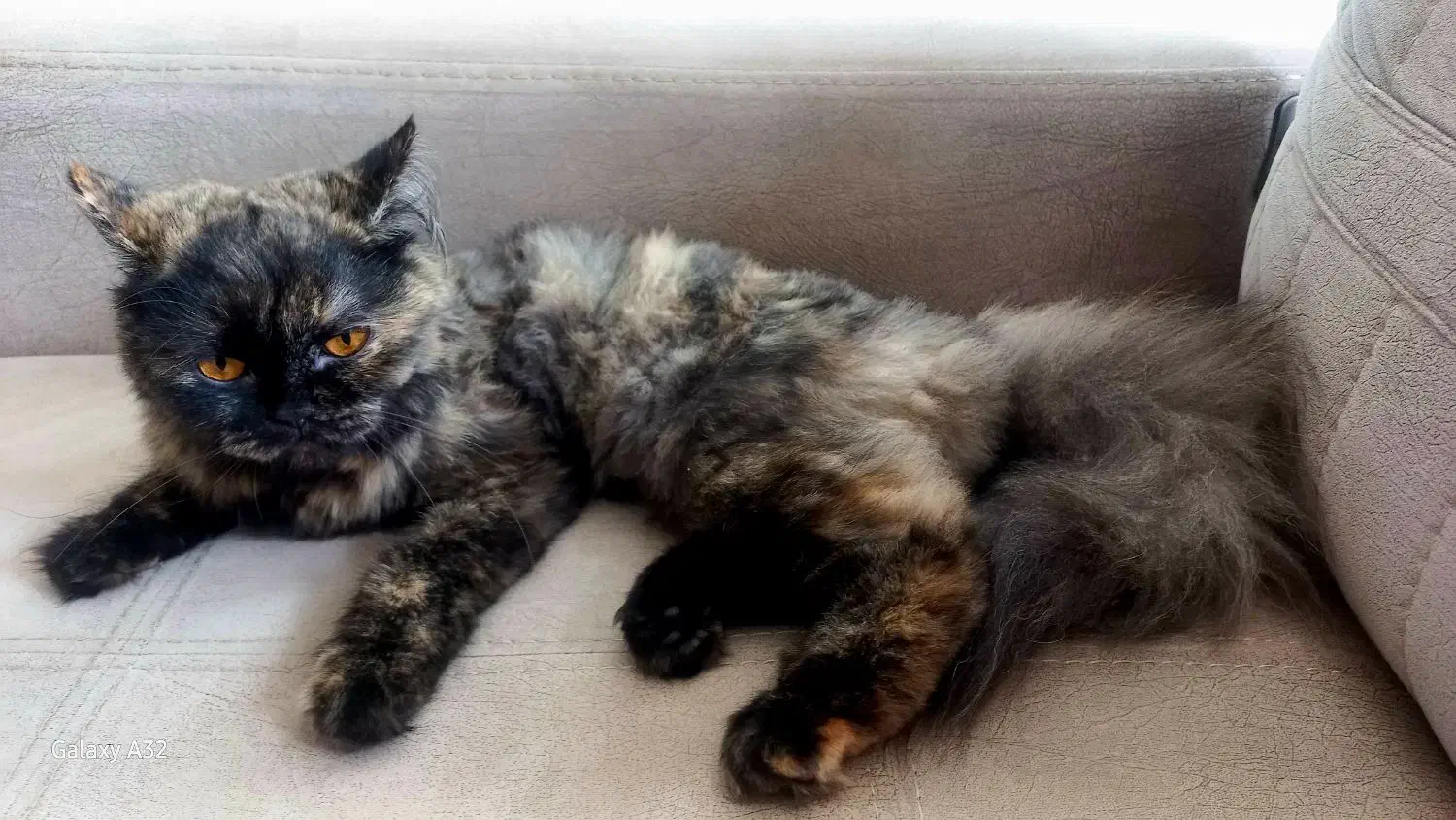 گربه پرشین|گربه|گرگان, |دیوار