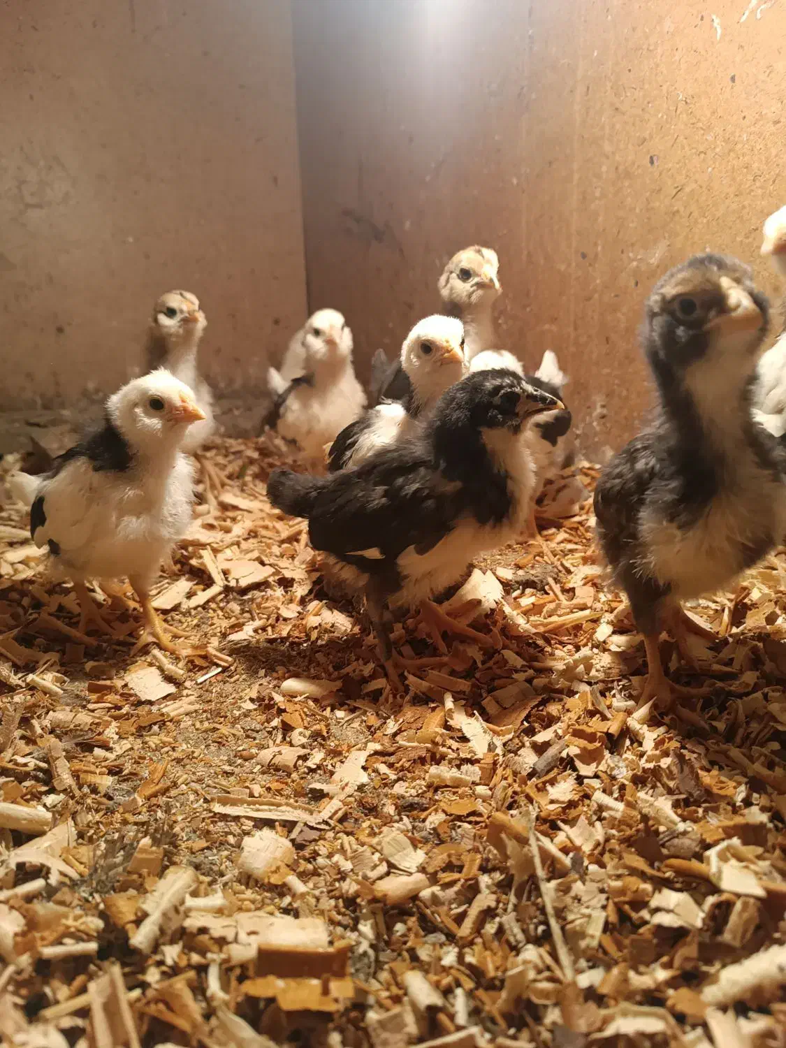 جوجه گلین|حیوانات مزرعه|خان ببین, |دیوار