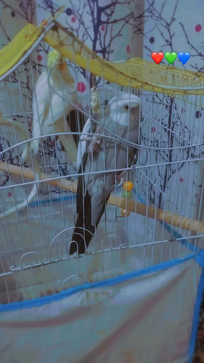 2 عدد عروس هلندی 1 سال دستی تربیت شده|پرنده|کلاله, |دیوار