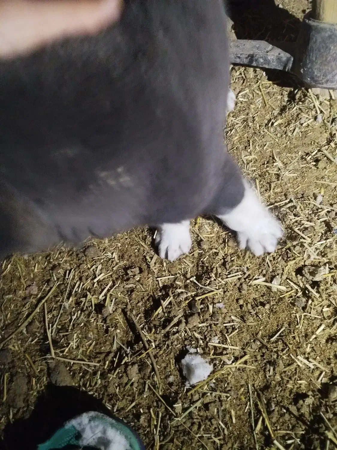 سگ نگهبان|سگ|سردرود, |دیوار