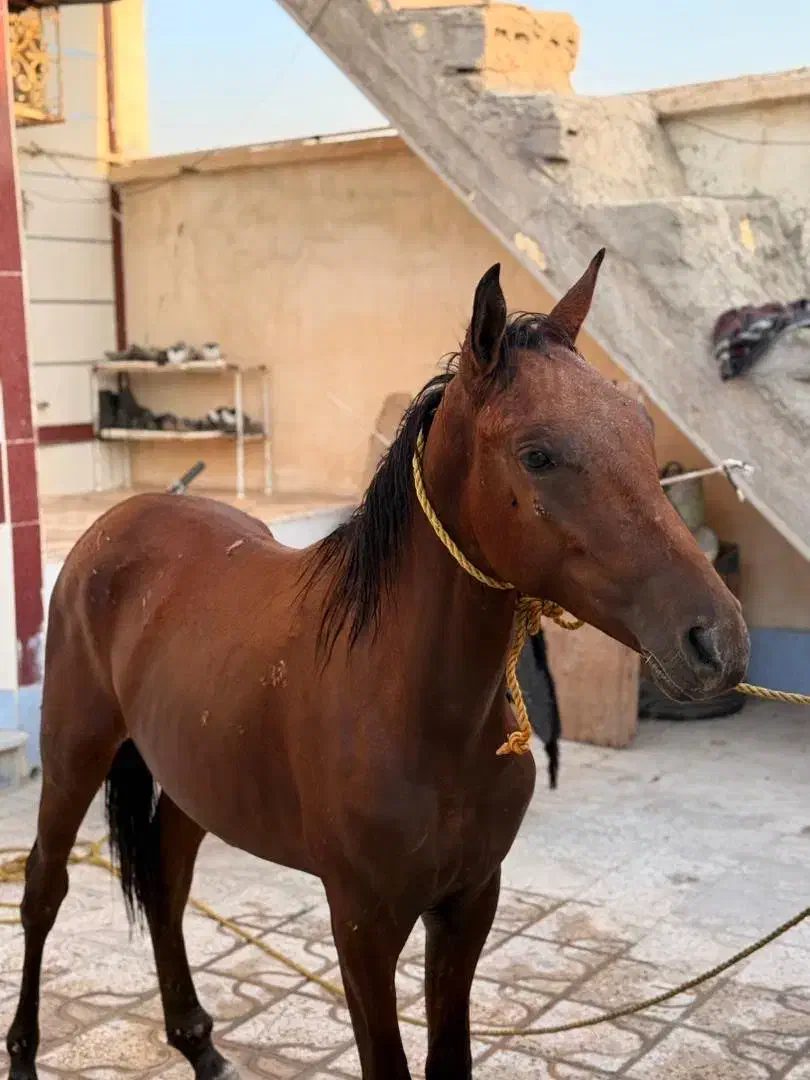 کره اسب نریان|اسب و تجهیزات اسبسواری|برازجان, |دیوار