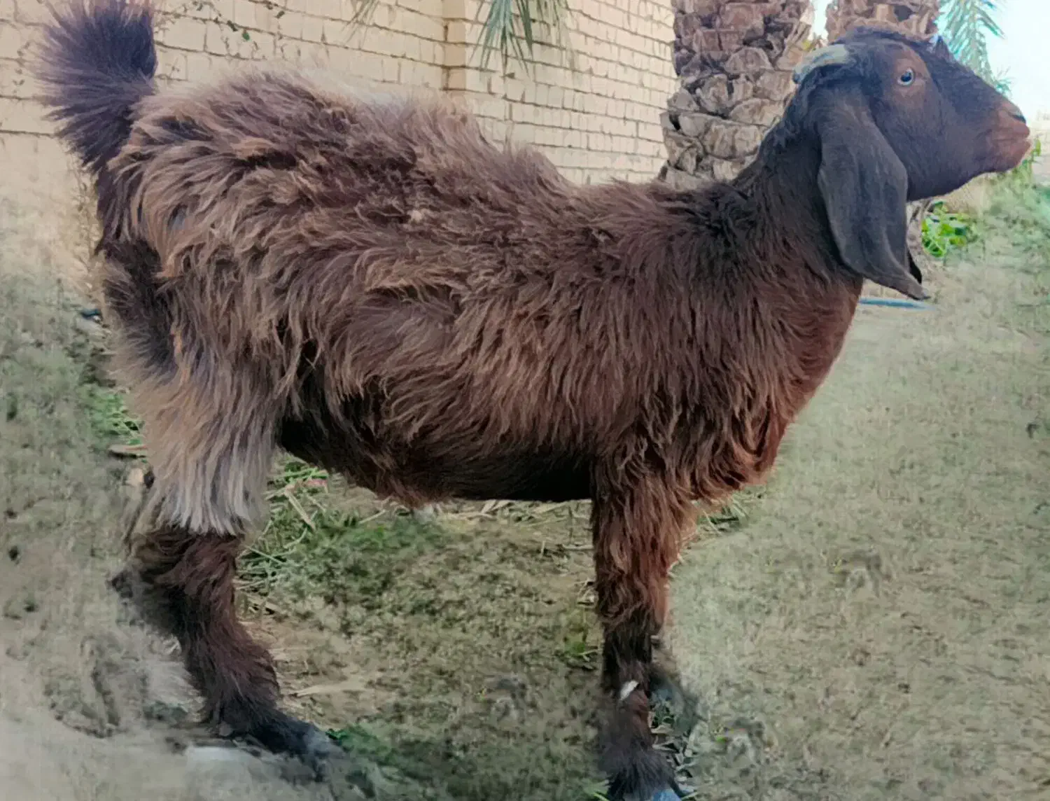 گوسفند فروشی|حیوانات مزرعه|ایرانشهر, |دیوار