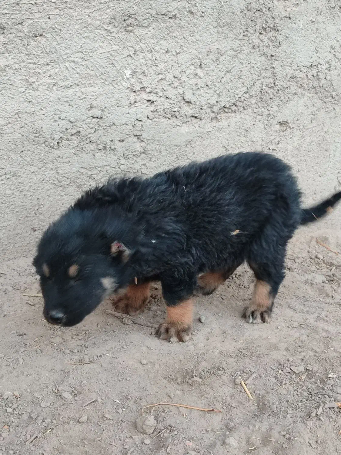 واگذاری یه جفت توله نر و ماده|سگ|سراب, |دیوار