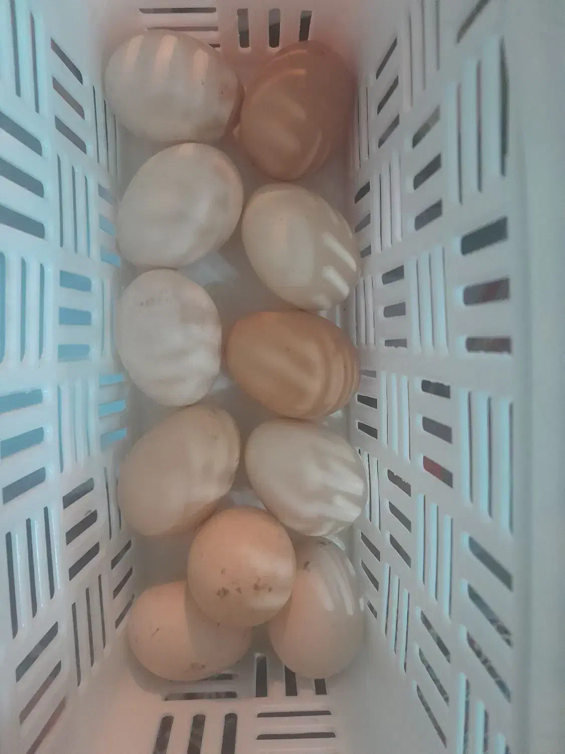 تخم مرغ بومی|خوردنی و آشامیدنی|کاشان, امیرکبیر|دیوار