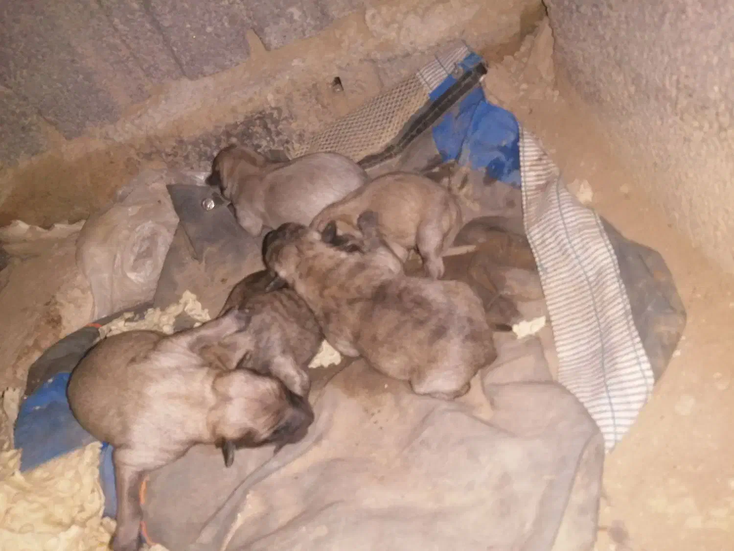 چند عدد توله پاکوتاه برا فروش|سگ|قروه, |دیوار