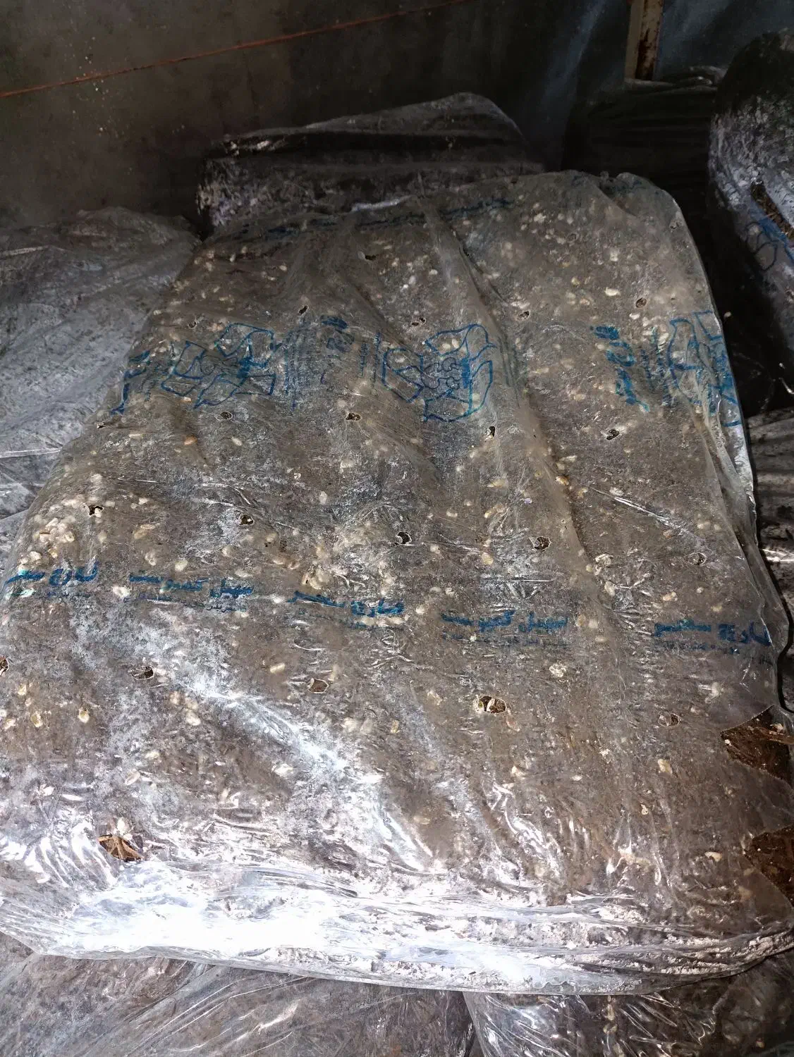 کمپوست قارچ|حراج|شیروان (خراسان), |دیوار