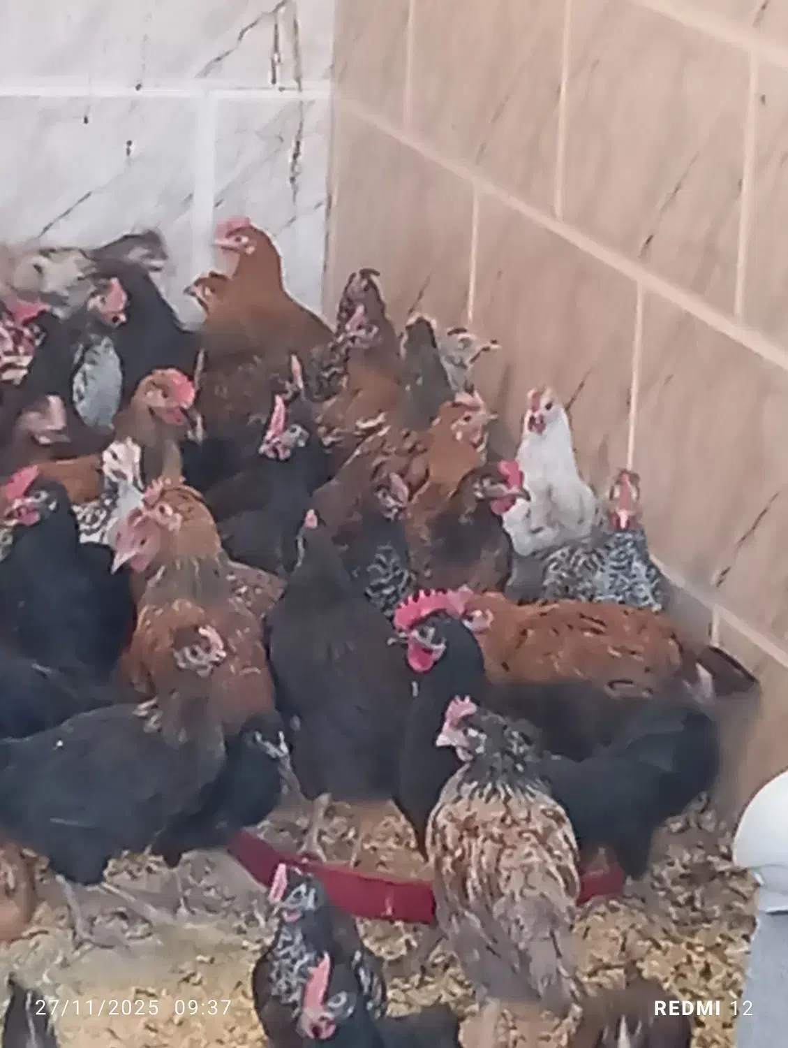 بزرگ ترین حراج جوجه مرغ خروس در شیراز  ارسال رایگا|حیوانات مزرعه|شیراز, قلعه نو|دیوار